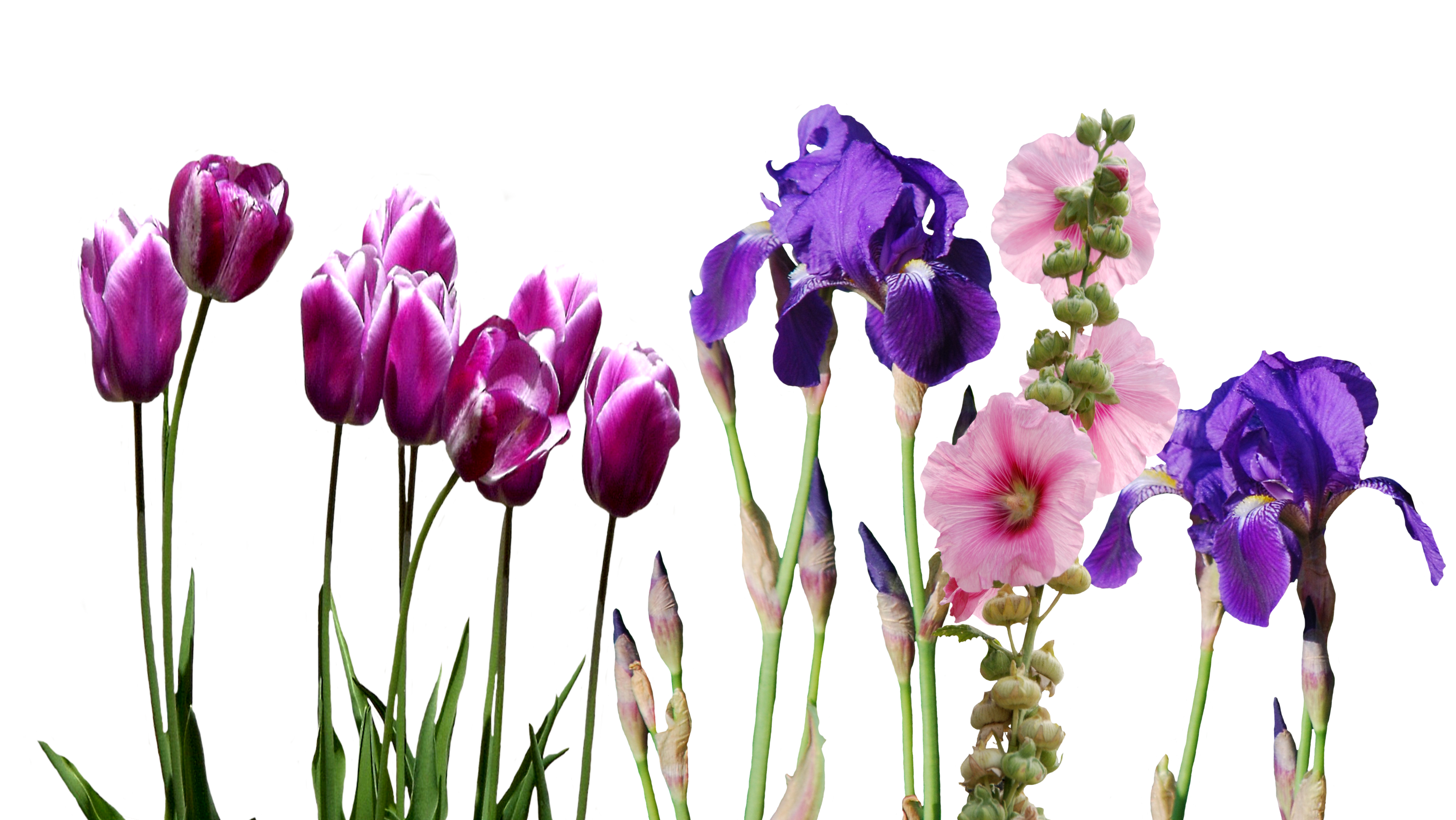 Iris Tulpen Malven