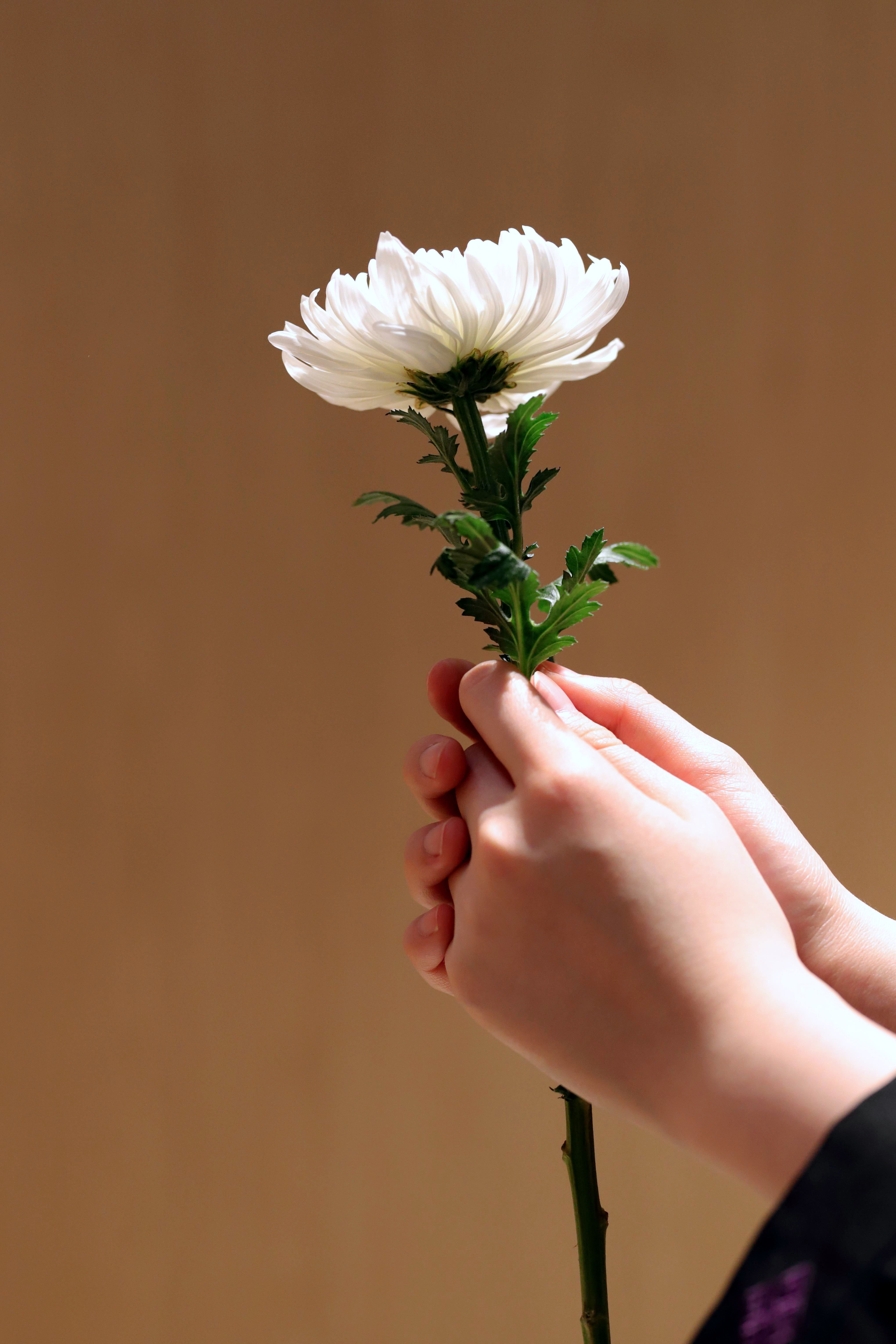 Weiße Chrysantheme als Handblume Beerdigung